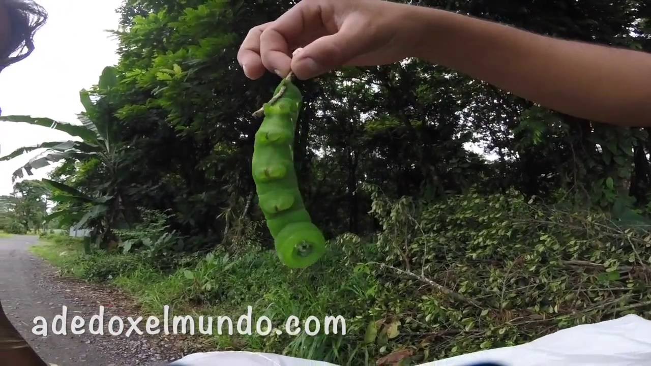 Oruga gigante de Costa Rica