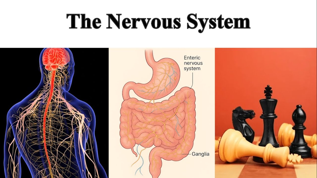 The Nervous System | Your Biggest Ally