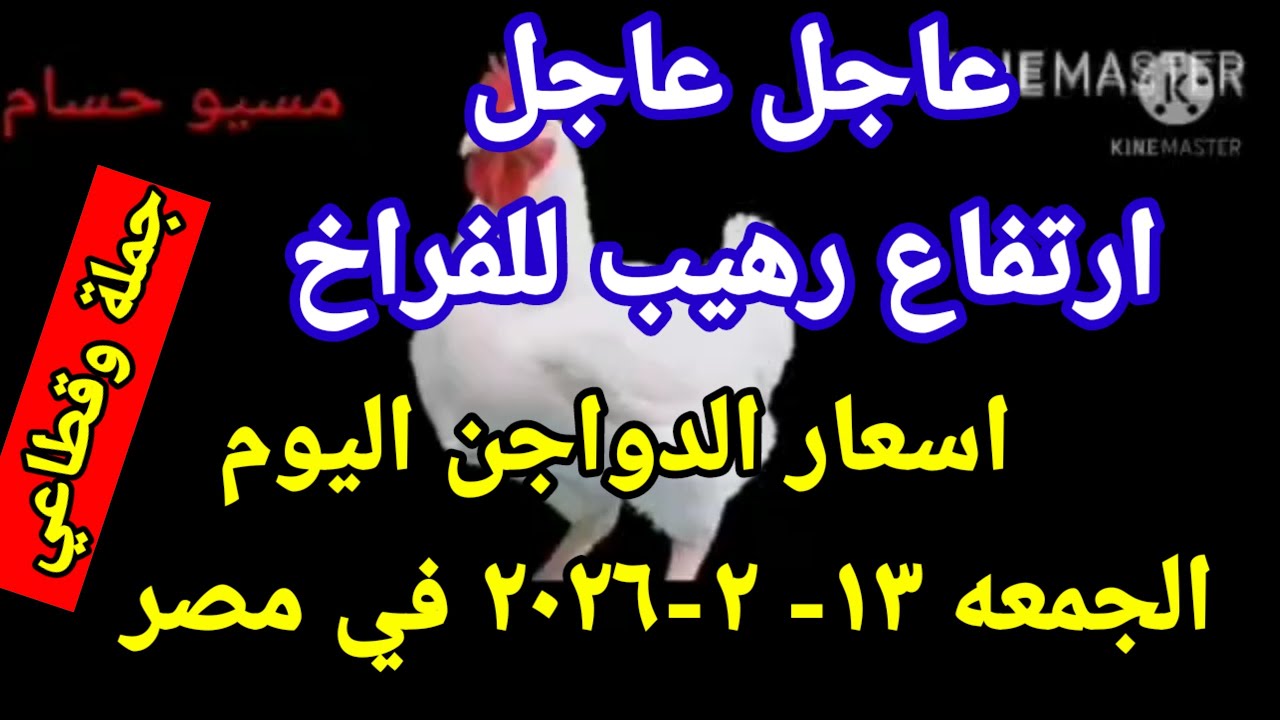 اسعار الفراخ البيضاء اليوم سعر الفراخ البيضاء اليوم الجمعه 13-2-2026 جمله وقطاعي فى مصر 