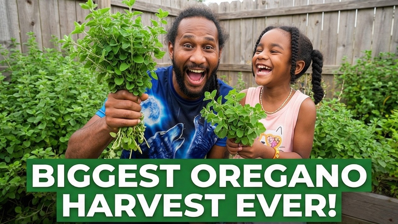 When to Harvest Oregano for Maximum Flavor 🌿 (Stop Cutting Too Early!)