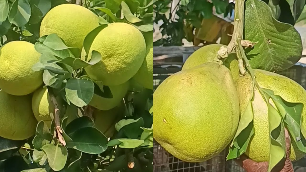 பப்ளிமாஸ் காய். 