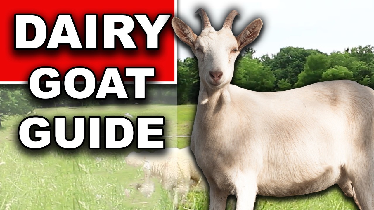 HOW TO RAISE DAIRY GOATS (for beginners)| How to Raise Goats Naturally Breeds, What to Feed Minerals