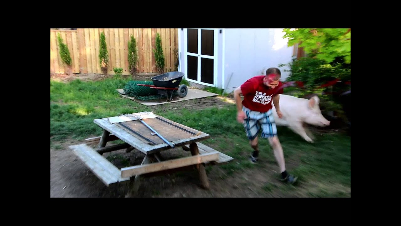 Esther the Wonder Pig Wrestles with Derek