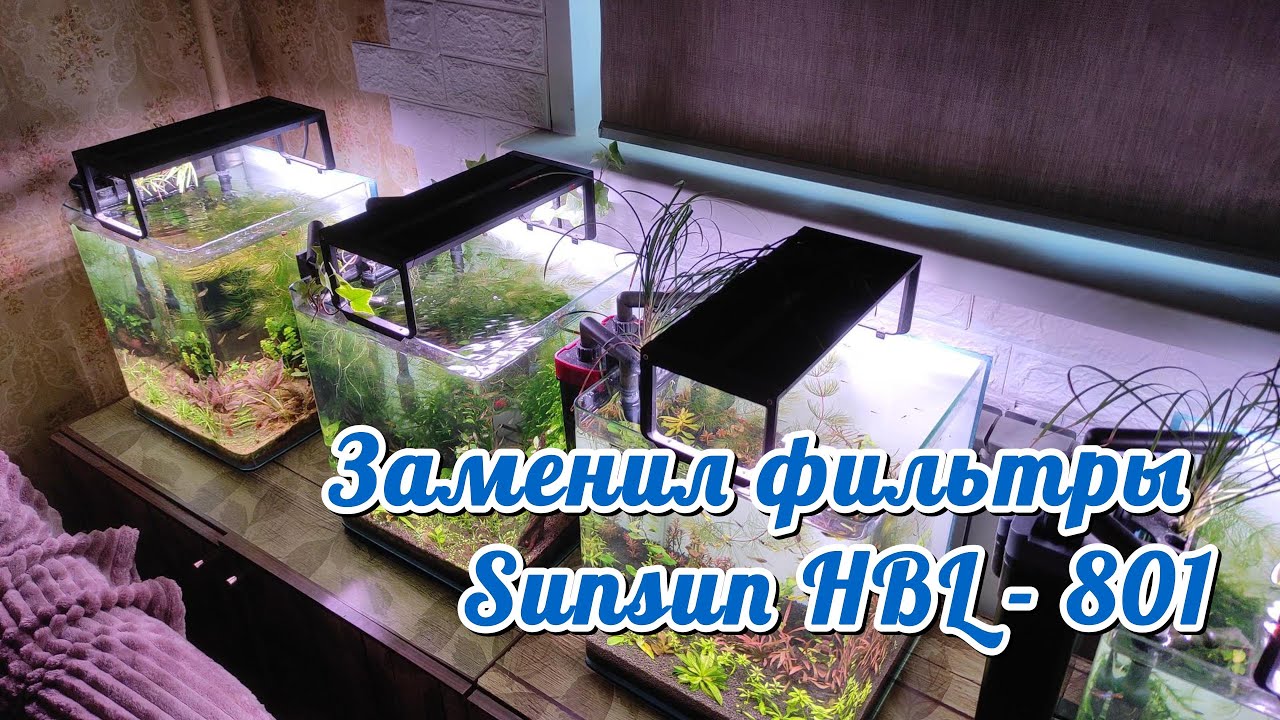 Заменил фильтры Sunsun HBL-801.