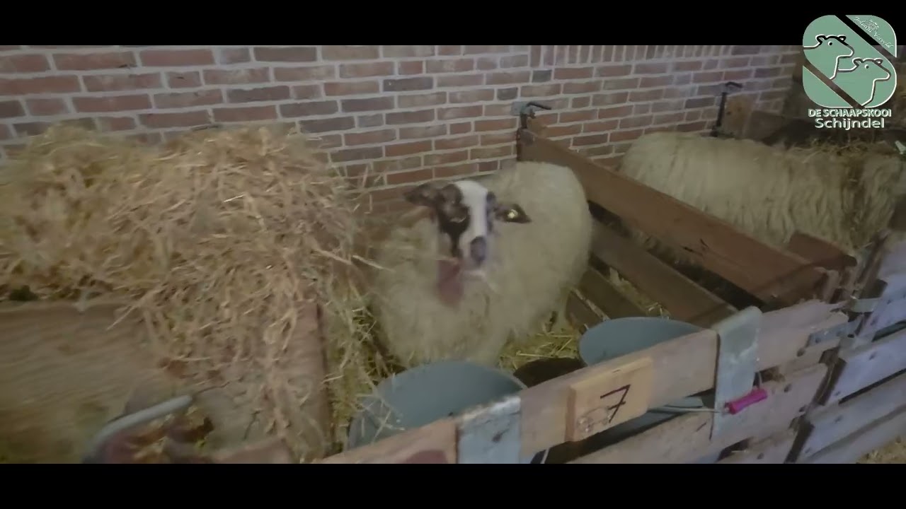 De Schaapskooi Schijndel - 12 Lammetjes geboren 31-01-2026