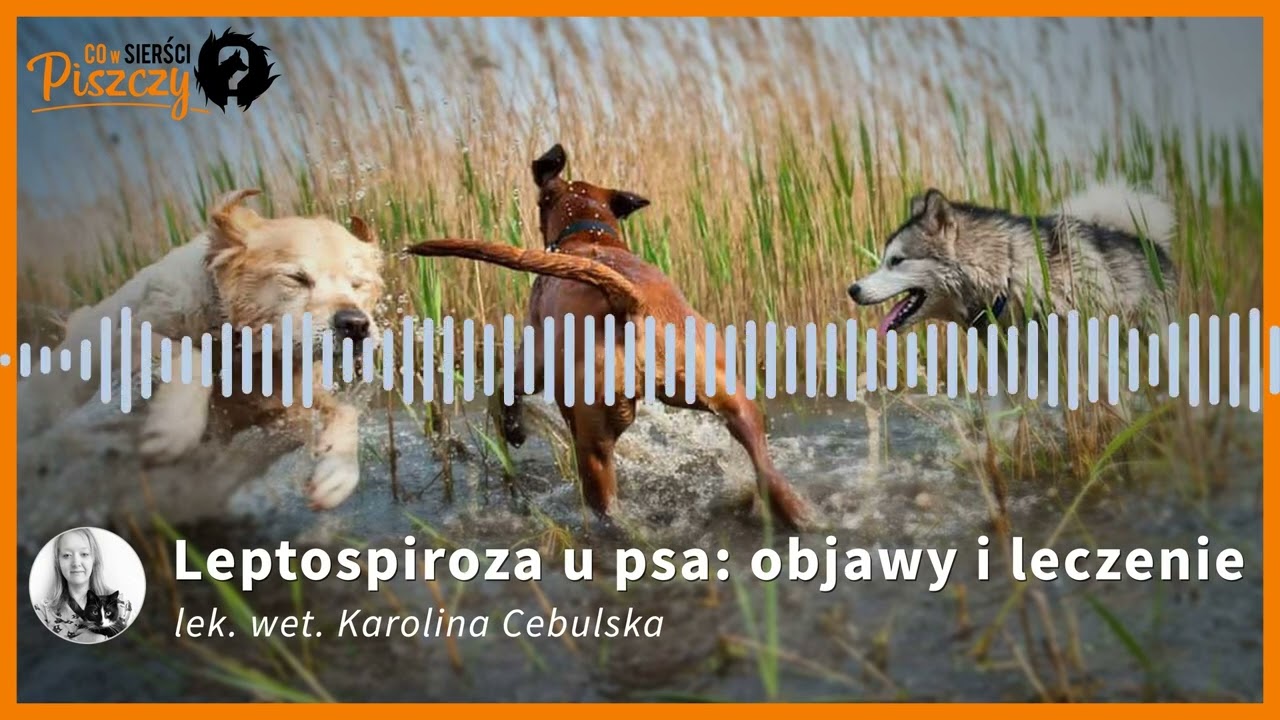 Leptospiroza u psa | Lek. wet. Karolina Cebulska