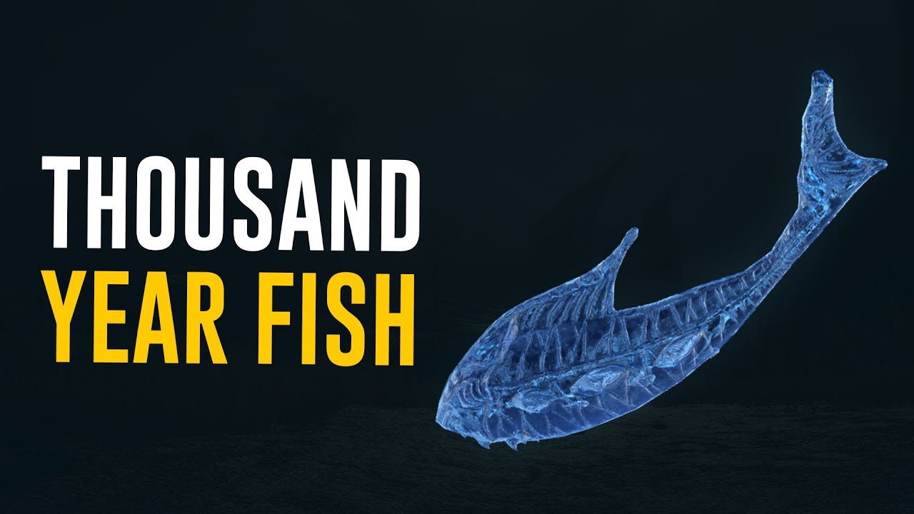 Thousand Year Fish & All You need to Know! (Warframe)