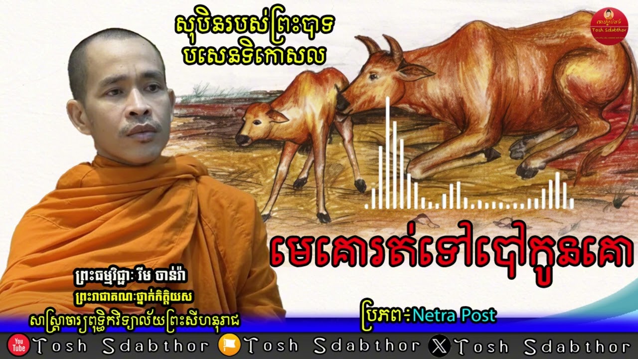 សុបិនព្រះបាទបសេនទិកោសល - មេគោបៅកូនកោ
