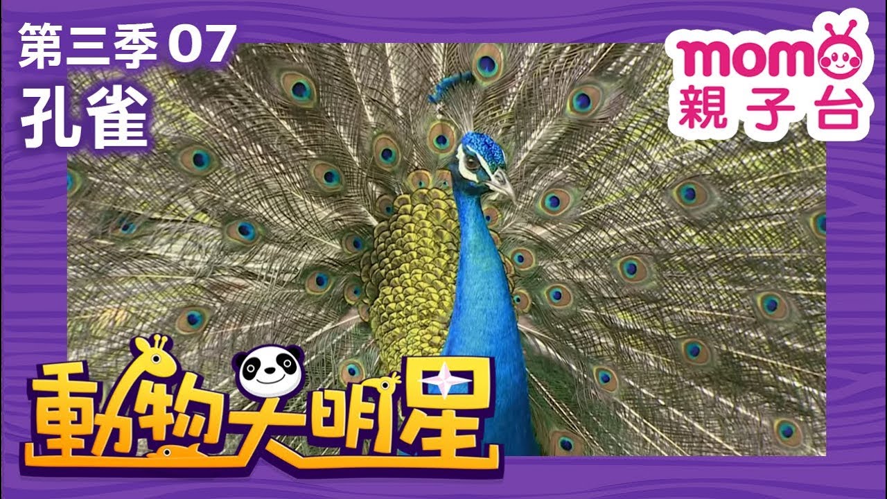 動物大明星 S3【孔雀】第3季 第07集｜認識動物｜自然生態｜魚類｜爬蟲類｜昆蟲｜海洋生物｜哺乳類｜Animal big star｜兒童電視節目【親子台｜官方HD完整版】momokids