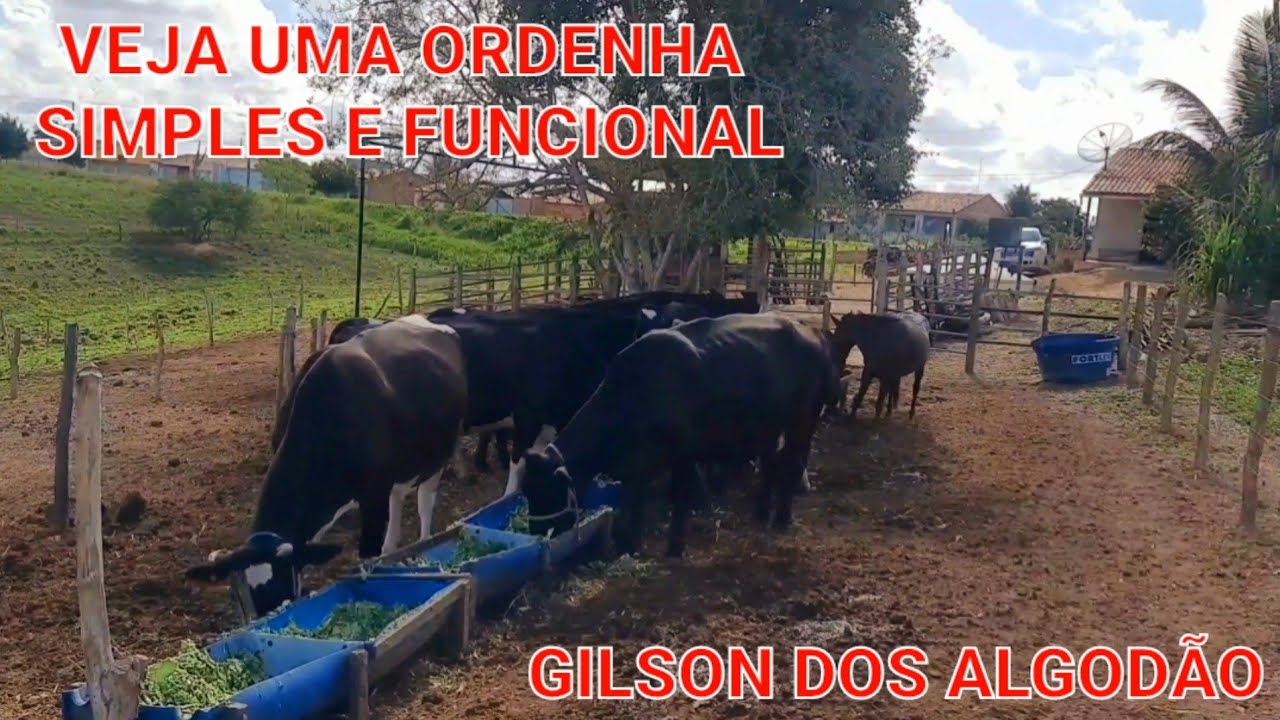 PEQUENO PRODUTOR GARANTE QUE PODE CRIAR 13 VACAS LEITEIRAS EM APENAS UMA TAREFA
