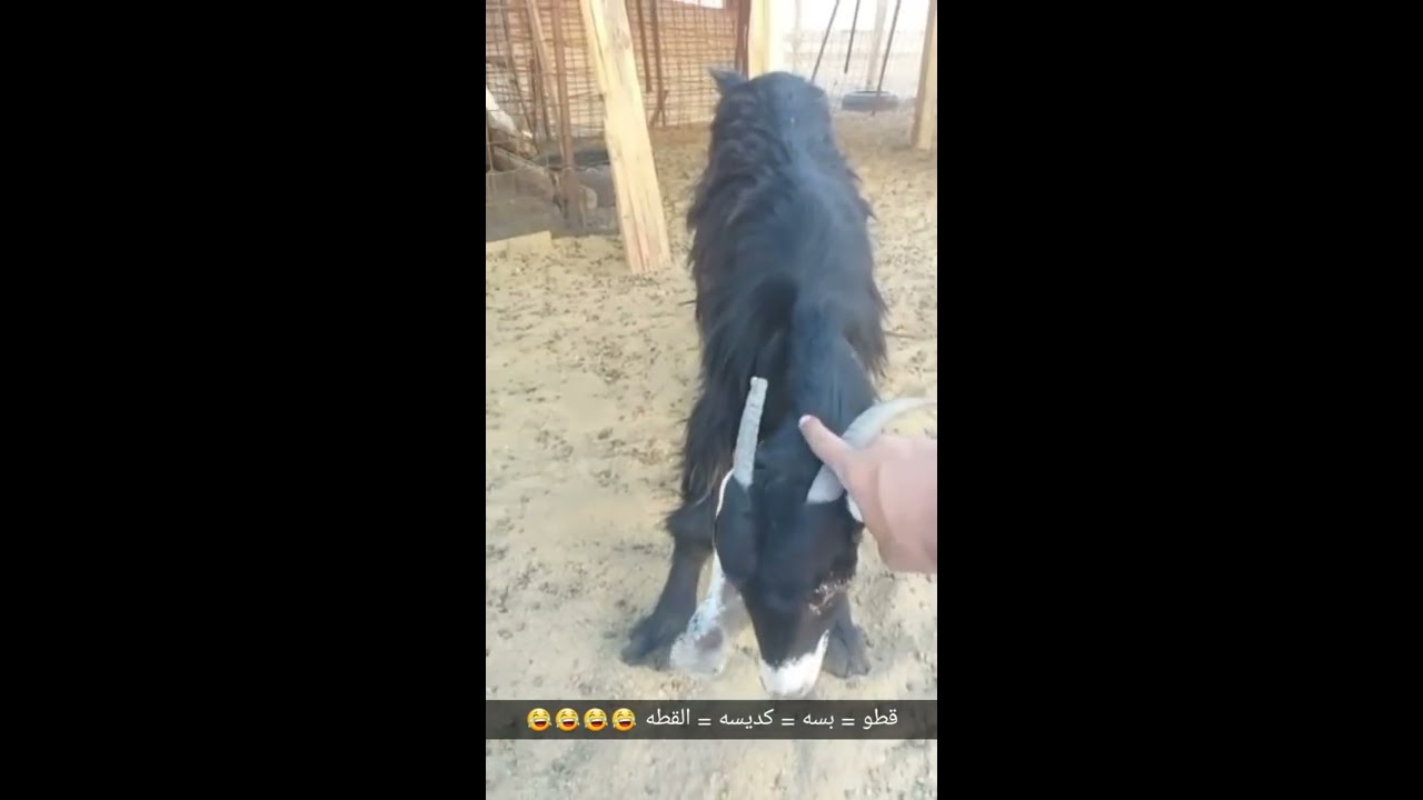 طريقة رفع نسبة عدد التوائم في ولادات الاغنام لعدد 50 راس فما زاد