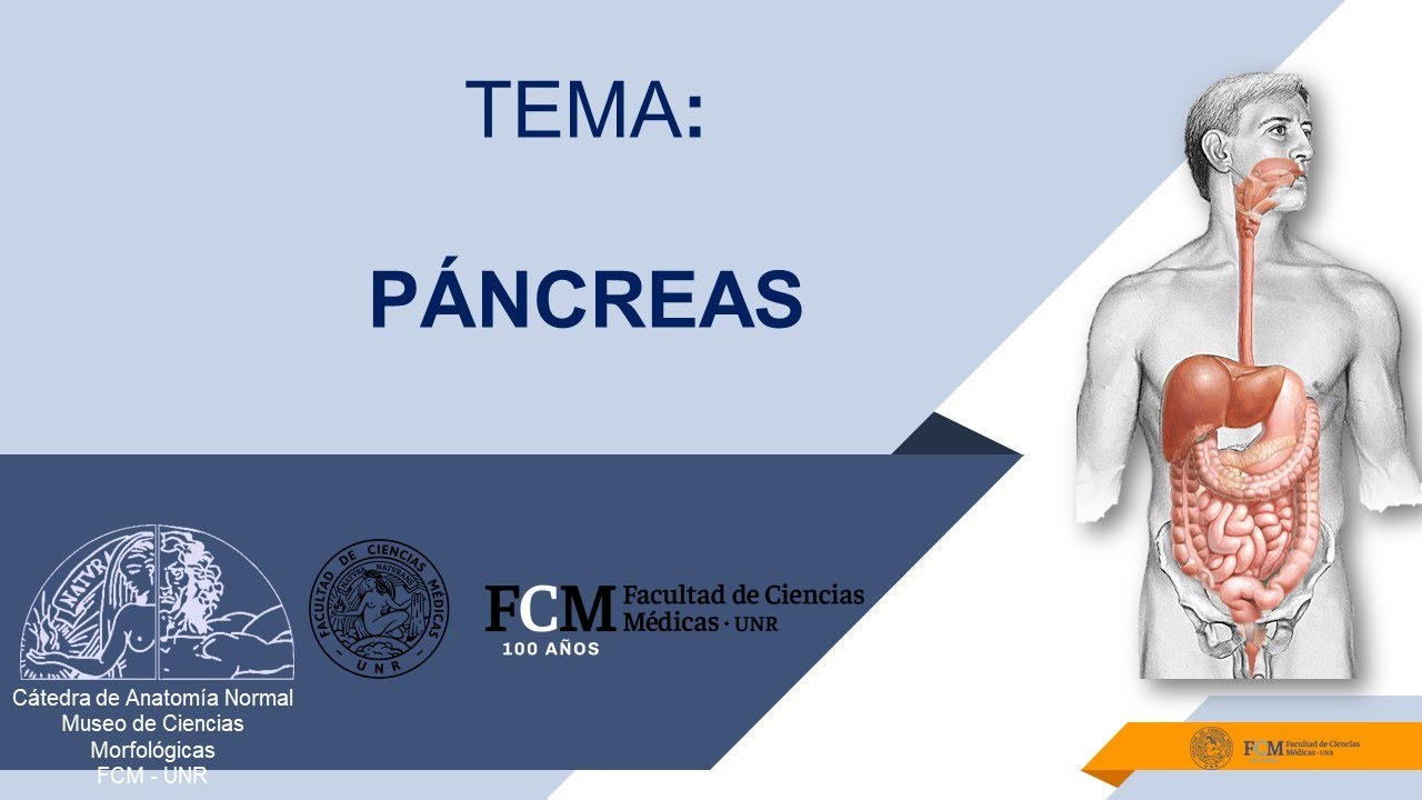 Aparato digestivo. Glándulas anexas: Páncreas