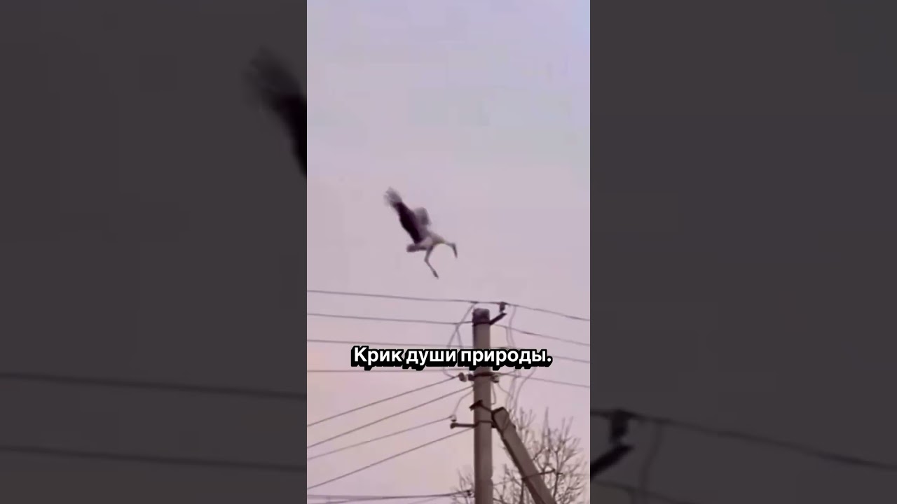 😎Крик души природы 