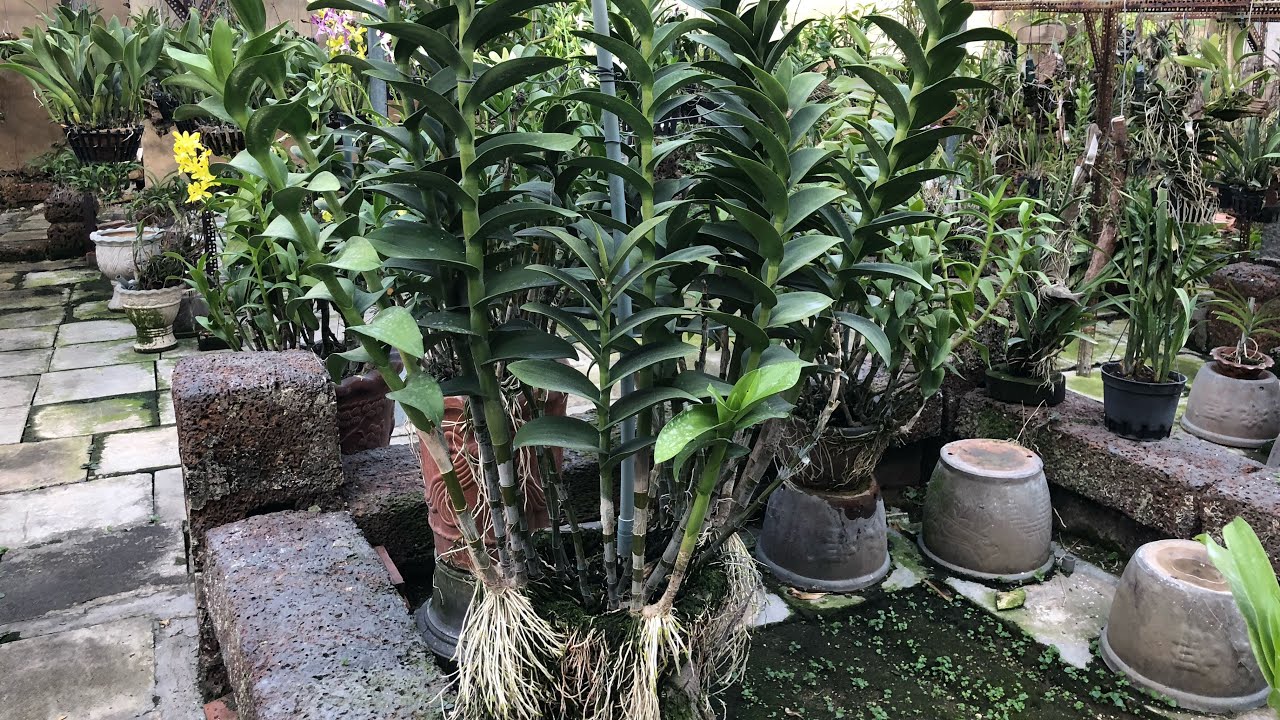 Chia sẻ cách trồng chậu Lan Dendro Khủng như hình - KNN