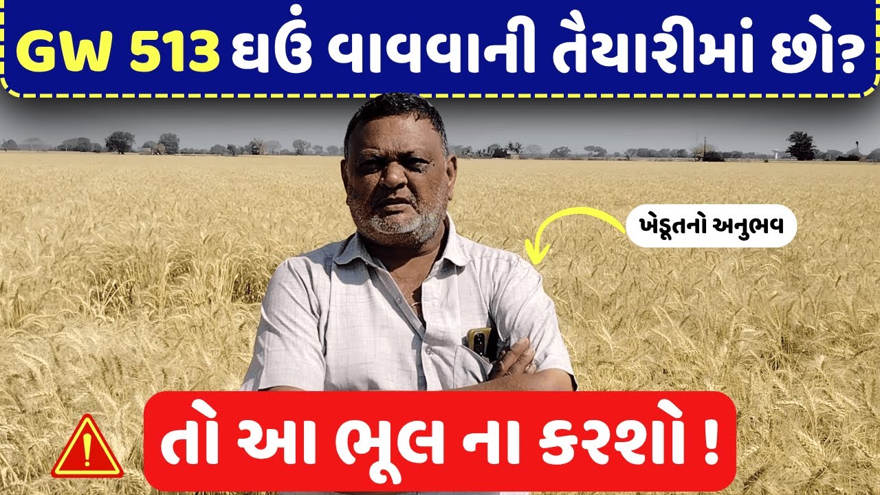 GW-513 ઘઉં વાવવાનાં છો તો આ વિડીયો ખાસ જુઓ | Top Wheat Variety | New Gehu Kism | #wheat #farming