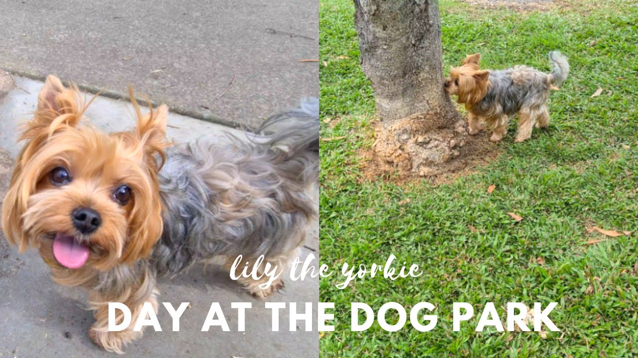 My yorkie loves the Dog Park | Yorkshire Terrier