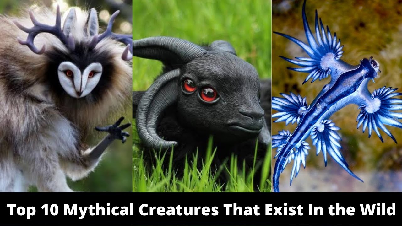Top 10 Mythical Creatures That Exist In the Wild - Borny With Pets
