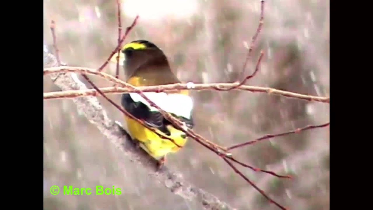 Gros bec errant/Evening Grosbeak