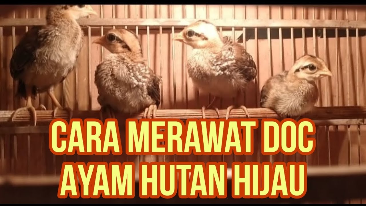 CARA MERAWAT DOC AYAM HUTAN HIJAU