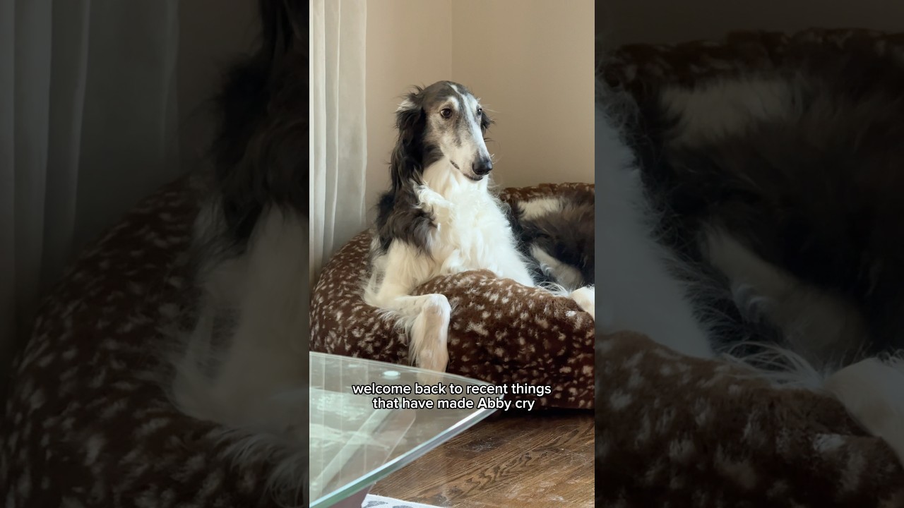 Эбби нужен отпуск #борзая #silkenwindhound #последниеновости #собаки #маленькиесестры #сериал