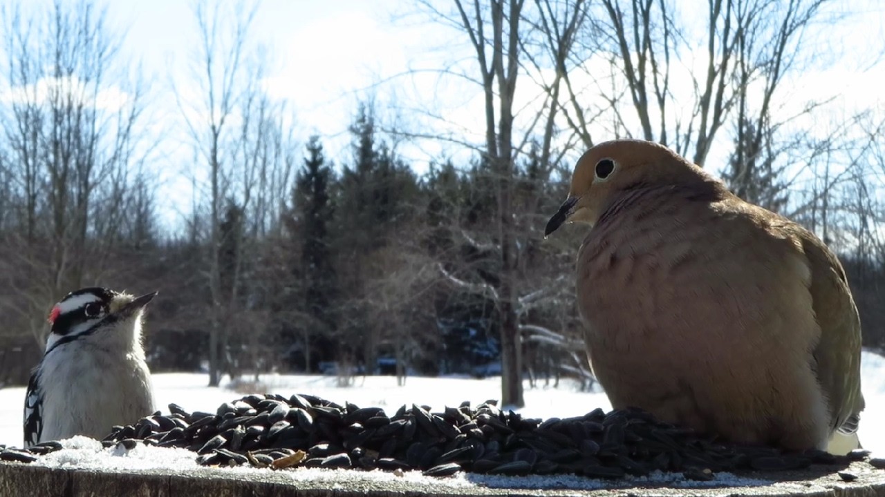 Mourning dove enjoying some seeds for lunch on a sunny winter afternoon