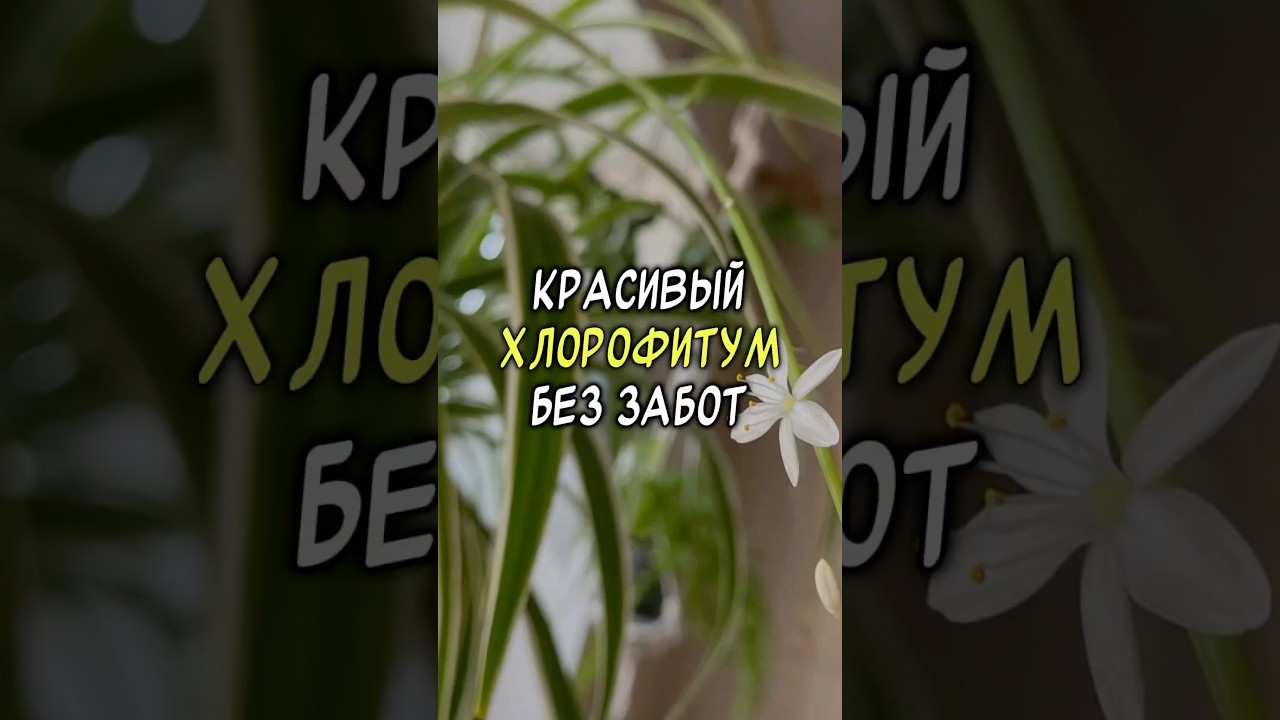 Красивый хлорофитум - это просто #допосле