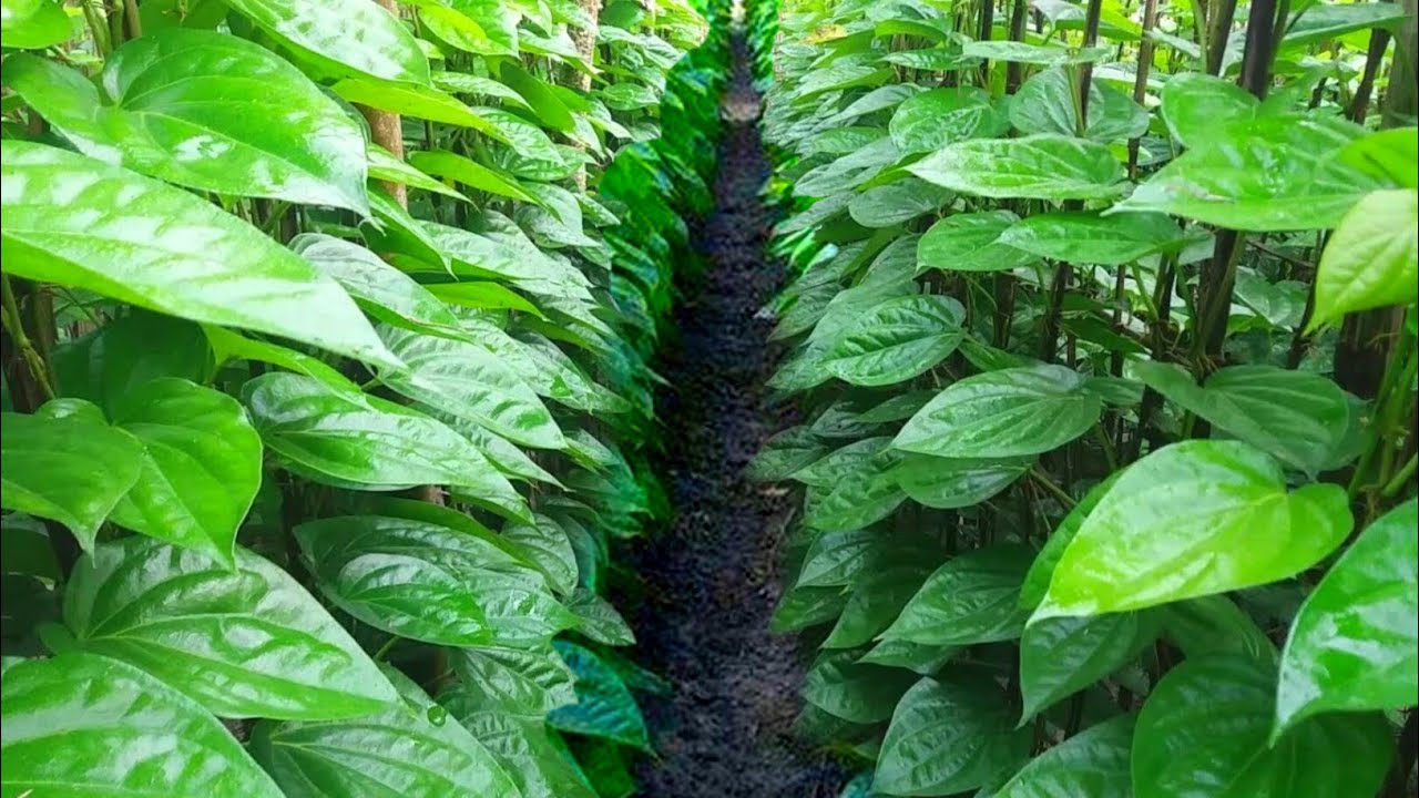 पान की खेती | Betel Leaf farming | Paan ki kheti |Pan ki kheti kaise Kare |A2Z full Video | बांग्ला