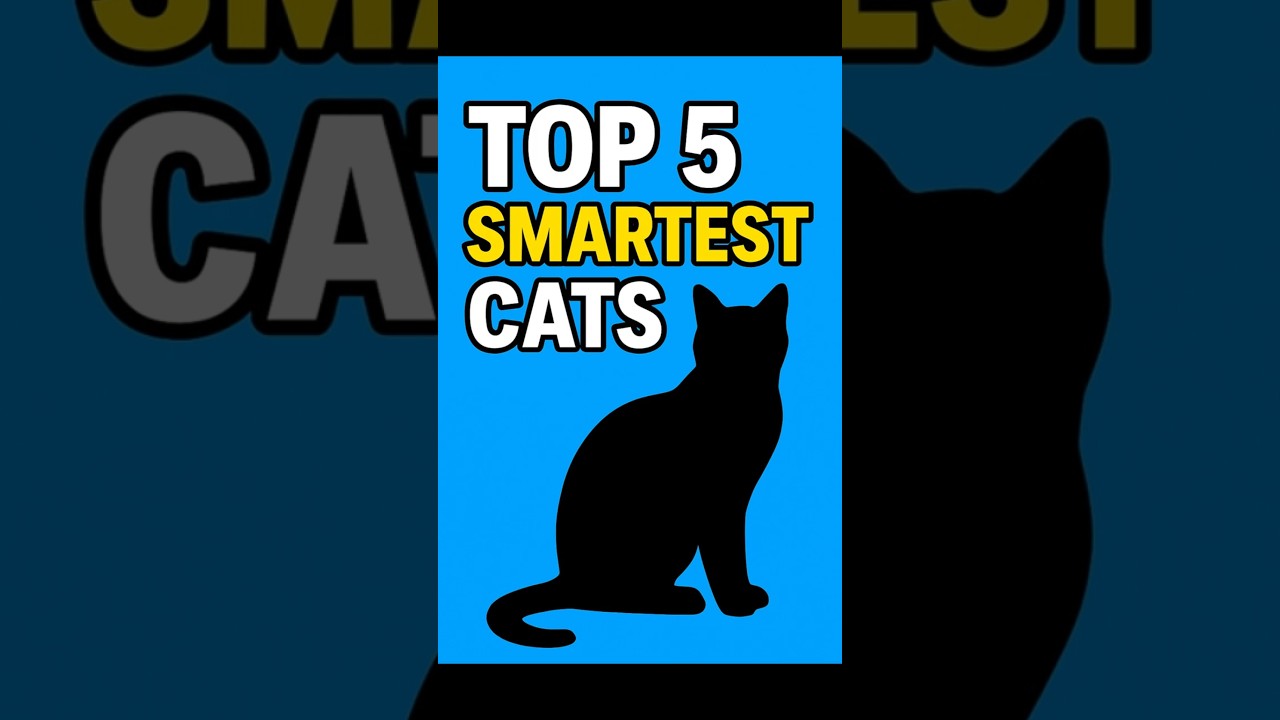 Top 5 Smartest Cat Breeds (Ranking)