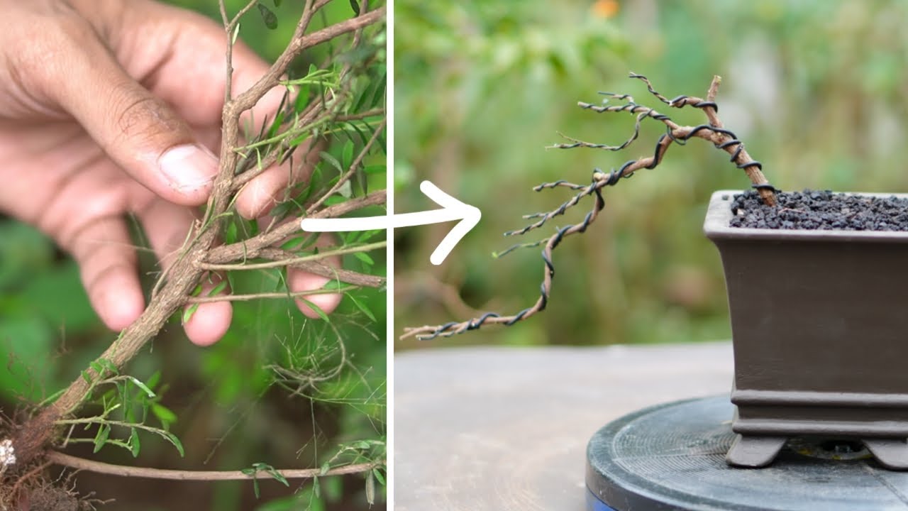 How to make Bonsai tree at home