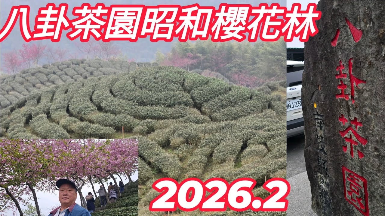八卦茶園昭和櫻花林，2026.2,