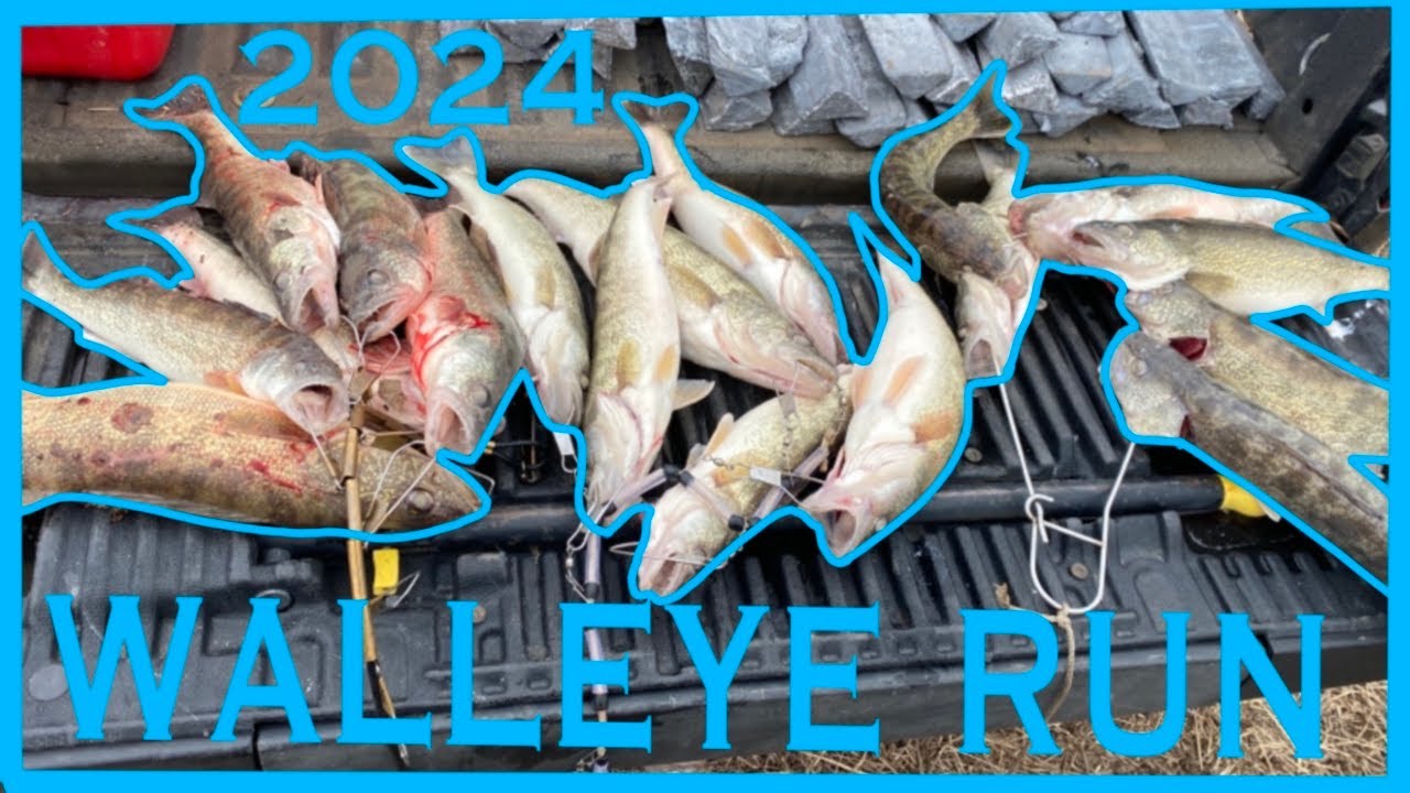 MAUMEE RIVER WALLEYE RUN 2024 (WALLEYE RUN)