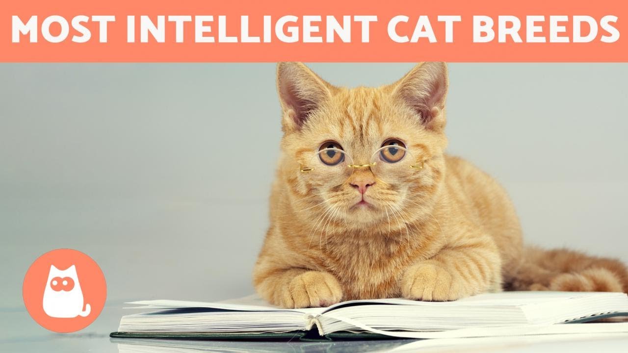 SMARTEST CAT BREEDS in the world 🐱💡 TOP 10