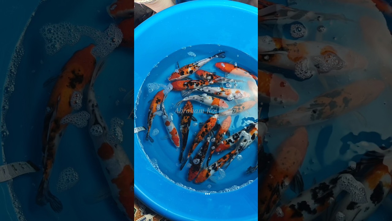 NEW COLOR FOR SANKE KOI #abrahamkoi #peternakkoi #koifish #koicantik #koimalaysia