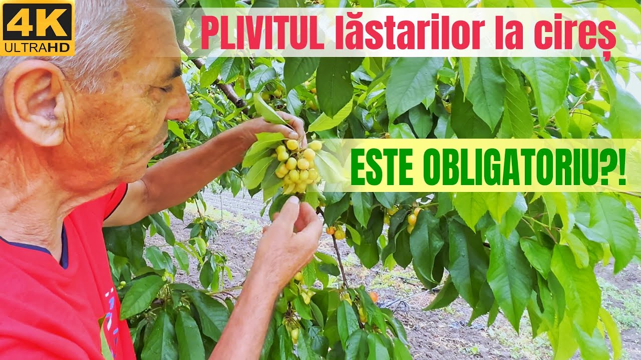 Este obligatoriu Plivitul lastarilor la cires?