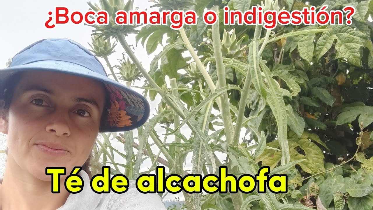 Les cuento QUE PASÓ con mi papaya y un consejo para el bienestar de nuestro HÍGADO 