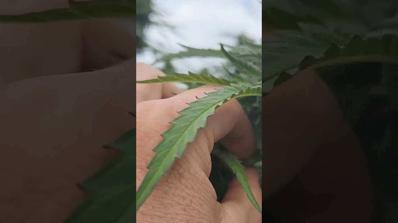 Death to Budworms !