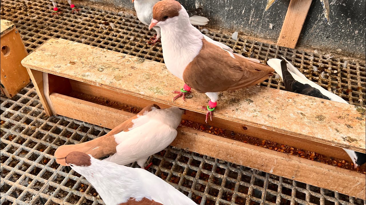 Kaftar Afghani / pigeon 28