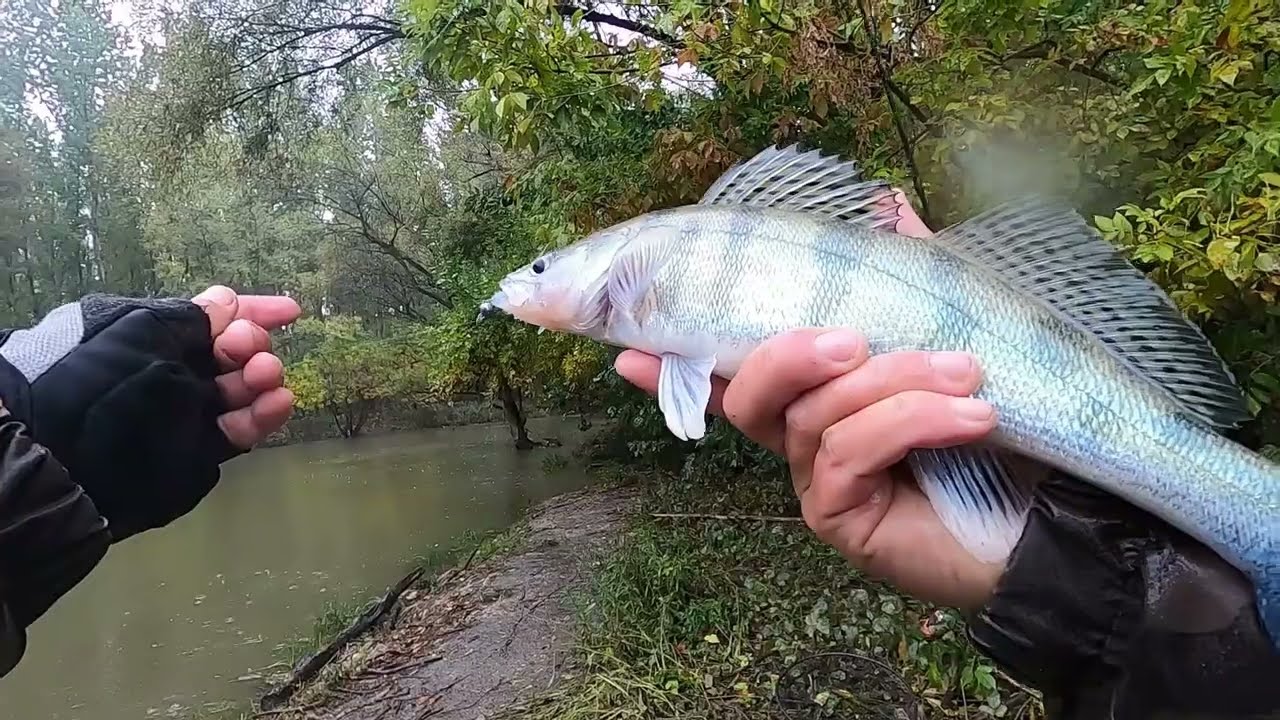 NE már megint árad...- ki érti ezt... - ul horgászat Kirillel 10.05