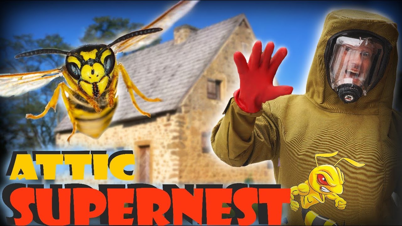 🚨 Attic SUPERNEST! When Yellow Jackets INVADE! 🚨