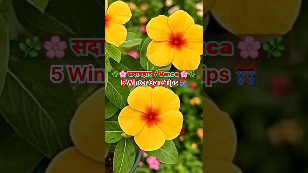 5 Tips To Care Vinca/सदाबहार Plant🌸 | Hybrid Vinca 