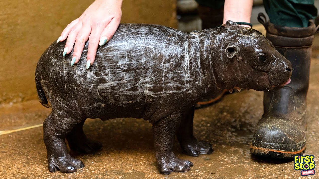 Rare hippo birth! | Video of the Day