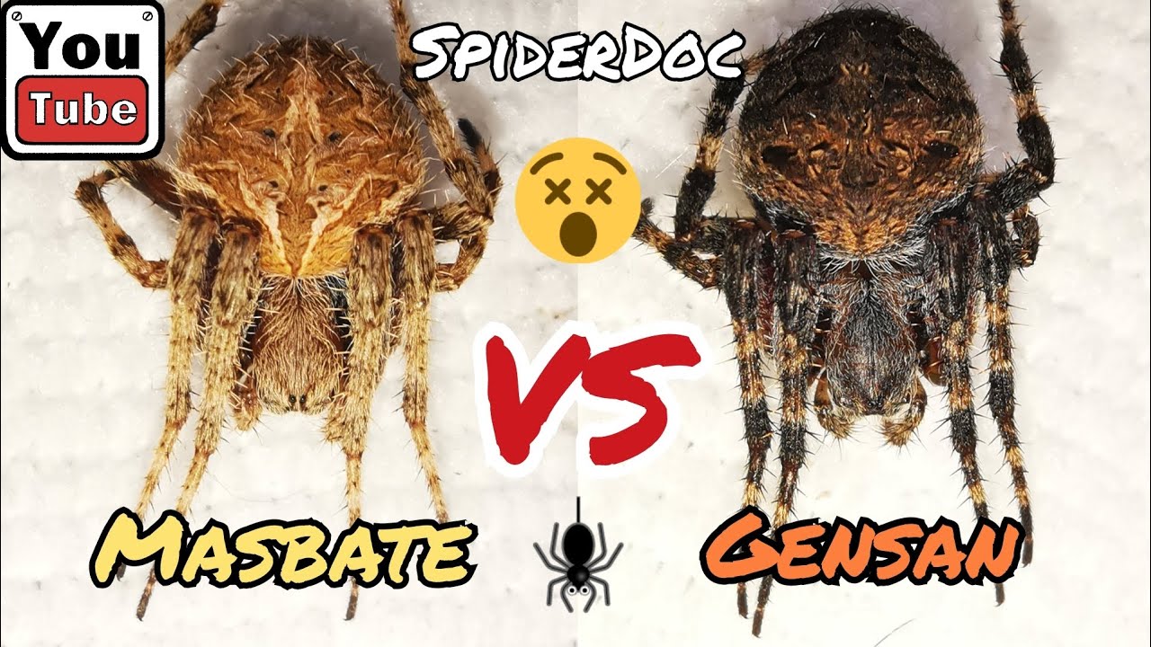 MASBATE vs GENSAN. TIGRE vs BROWN. Loaded Fight. NAMELESS LOAD. Spider Fight.