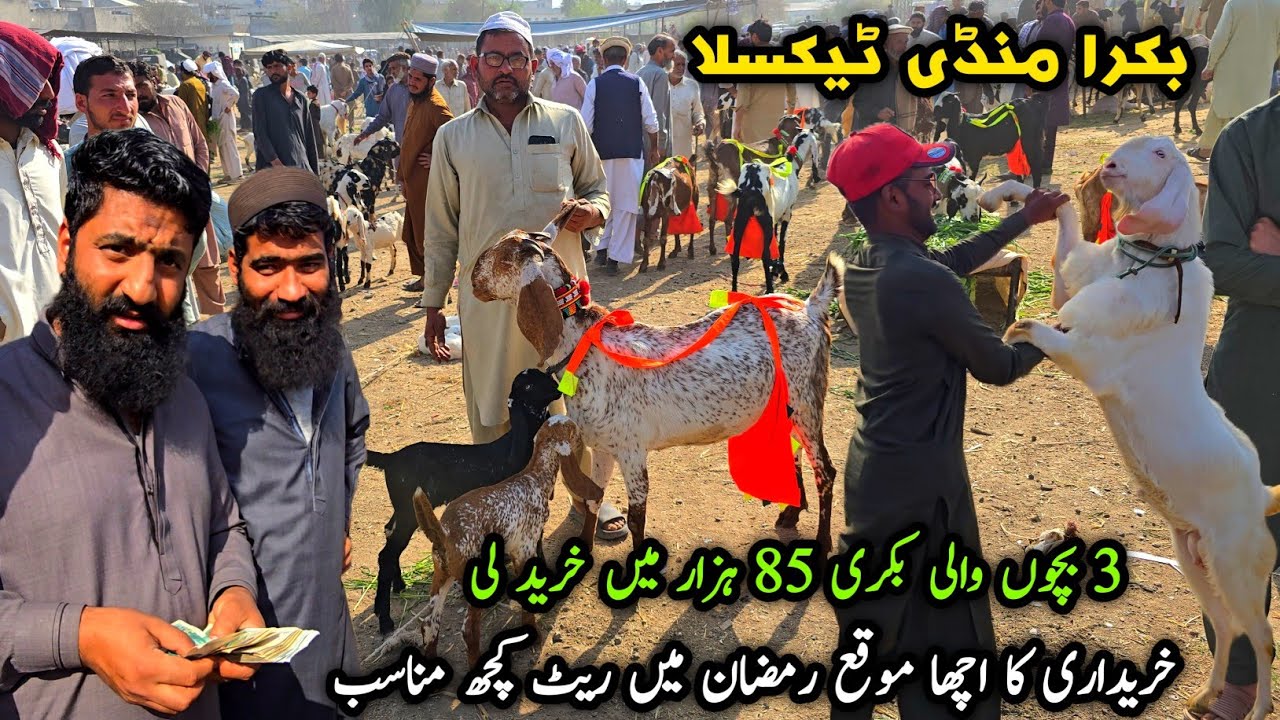 Naseeb Ka Soda Bakra Mandi Taxila Latest Update March 2026 | Bakra Eid Qurbani 