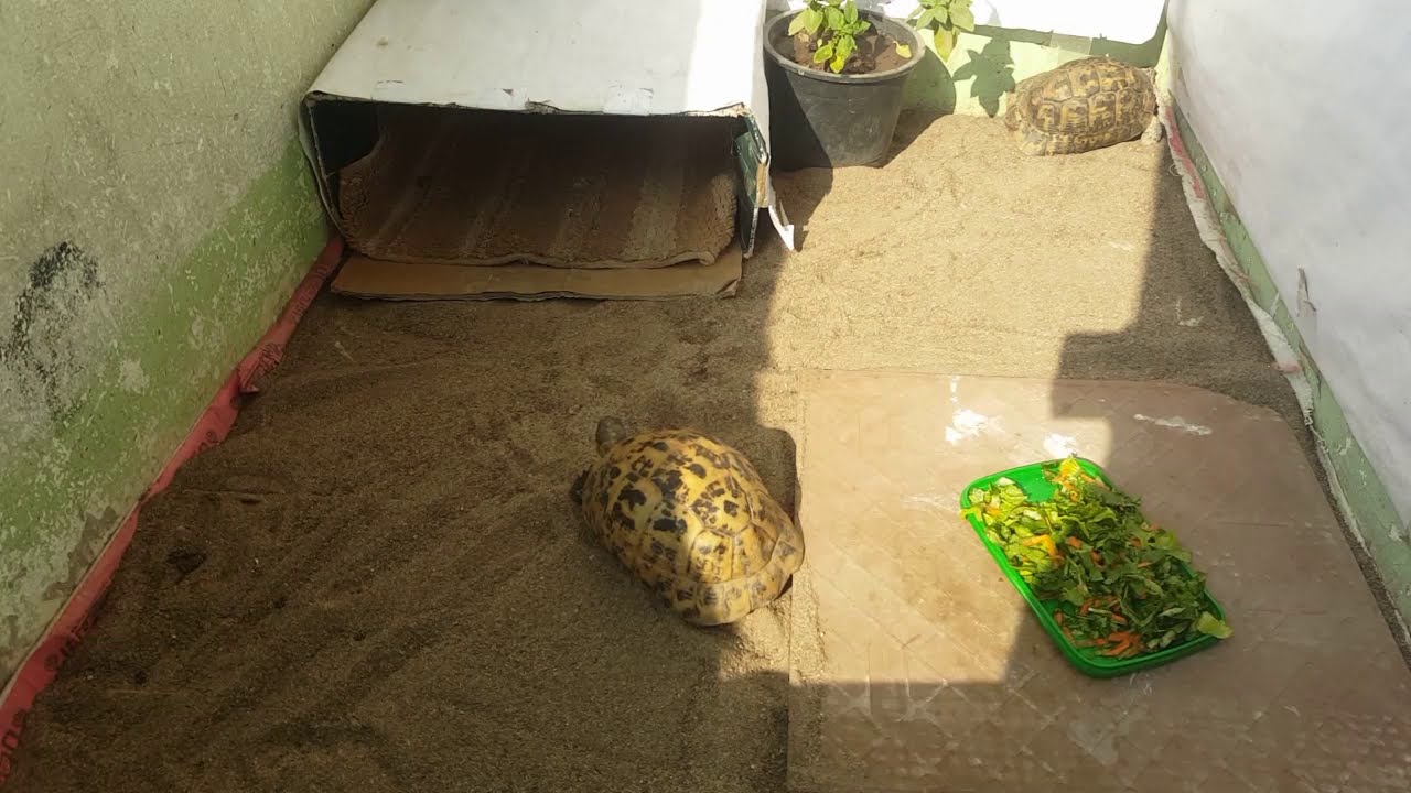 تعالوا شوفوا عملت ايه بيت💟  زقزوق و زقزوقه 🐢