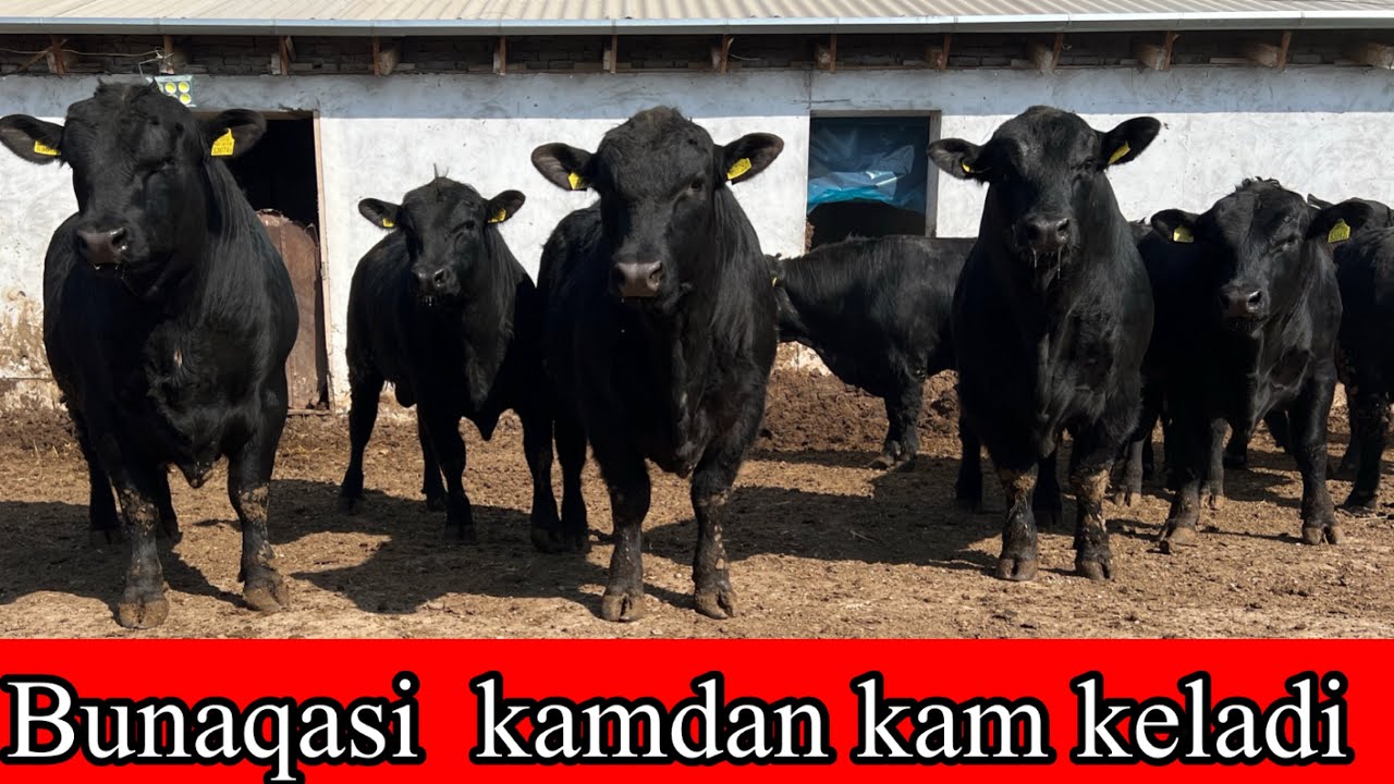 AMERKANES ABERDIN  ANGUS ZO’R  BUQALAR  KELDI. Sotiladi Dastafka hizmati bor.