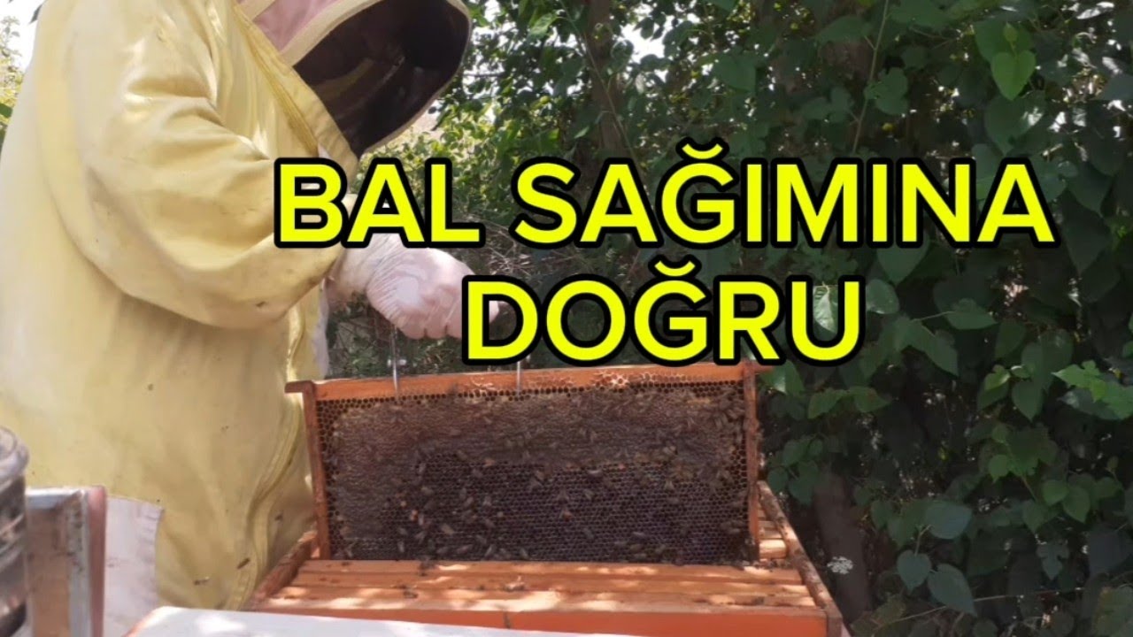 Bal akımının sonuna Doğru kovanlarda Bal durumu