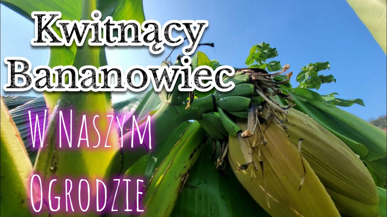 Kwitnący Bananowiec, Swojskie Banany - Musa Basjoo