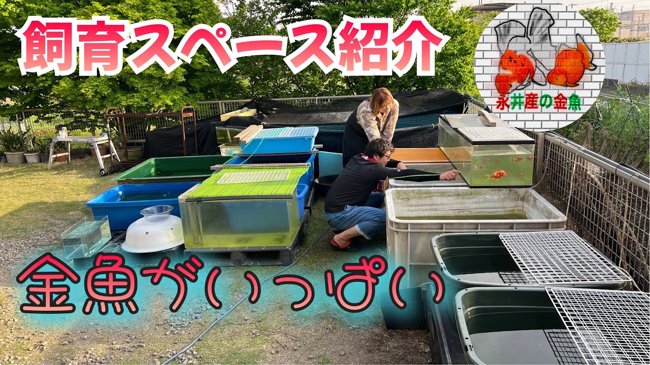 金魚ブリーダーの飼育スペース