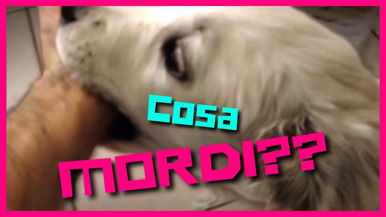 Cucciolo che MORDE e fa DANNI?? Ecco come fare
