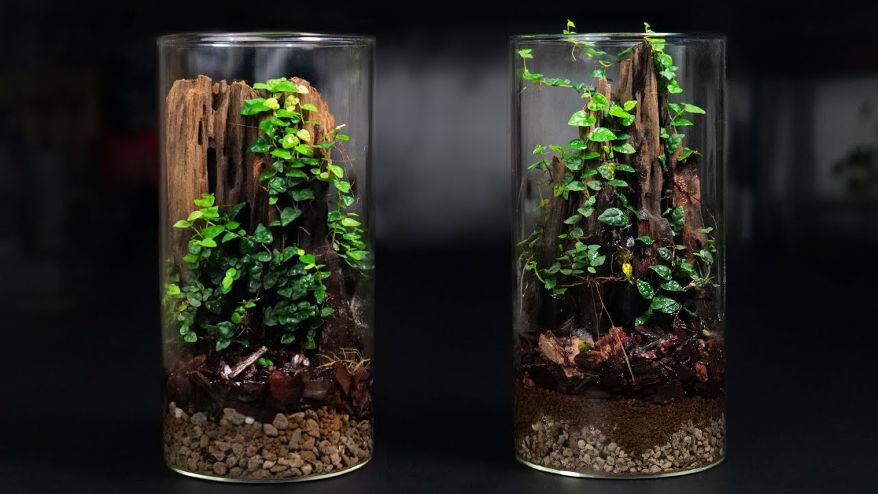 DIY超簡單生態瓶|How to make a simple terrarium